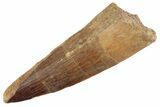 Fossil Spinosaurus Tooth - Feeding Worn Tooth #368013-1